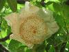 Fleur blanche