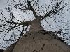 Les mystères du baobab