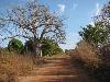 Collection baobabs