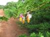 Fleurs de Nganingo