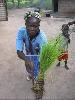 Riz de Casamance