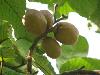 Les fruits du tamba