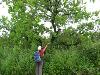 Un arbre qui transpire