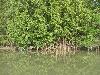 La mangrove