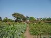 Le jardin de Ndembane.