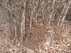 Forêt en danger