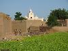 Tamani sous les algues