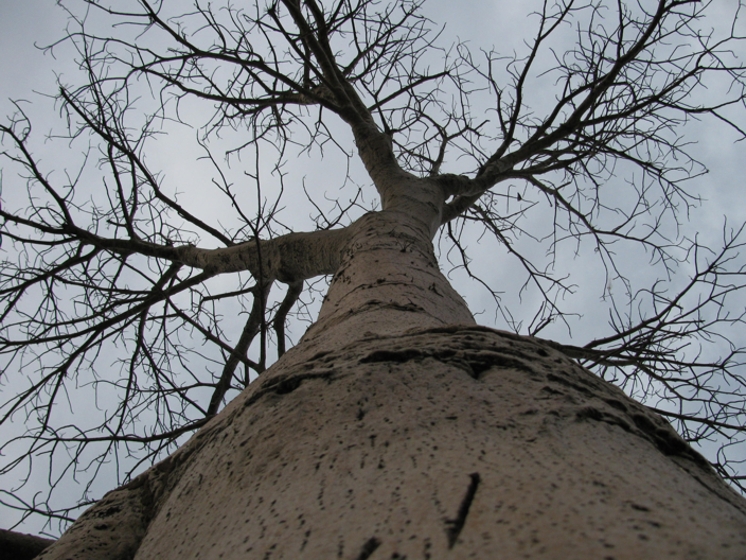 Le trésor du baobab